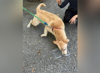 Tico, lieber Retriever-Mix Rüde sucht sein Glück Tico, lieber Retriever-Mix Rüde sucht sein Glück