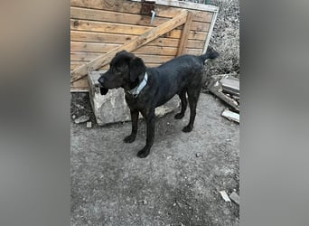 Matty, schwarze Perle sucht ländliches Zuhause