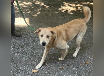 Tico, lieber Retriever-Mix Rüde sucht sein Glück Tico, lieber Retriever-Mix Rüde sucht sein Glück