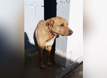 PUDDIN-hübscher Rüde möchte sich bei seinen Zweibeinern anlehnen PUDDIN-hübscher Rüde möchte sich bei seinen Zweibeinern anlehnen