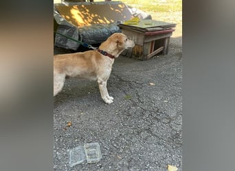 Tico, lieber Retriever-Mix Rüde sucht sein Glück Tico, lieber Retriever-Mix Rüde sucht sein Glück