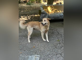 Tico, lieber Retriever-Mix Rüde sucht sein Glück Tico, lieber Retriever-Mix Rüde sucht sein Glück