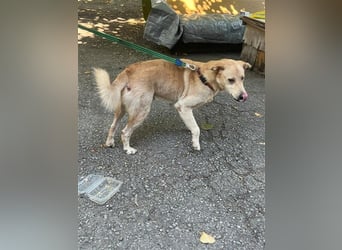 Tico, lieber Retriever-Mix Rüde sucht sein Glück Tico, lieber Retriever-Mix Rüde sucht sein Glück