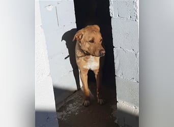 PUDDIN-hübscher Rüde möchte sich bei seinen Zweibeinern anlehnen PUDDIN-hübscher Rüde möchte sich bei seinen Zweibeinern anlehnen