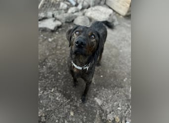 Matty, schwarze Perle sucht ländliches Zuhause