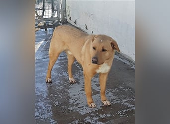 PUDDIN-hübscher Rüde möchte sich bei seinen Zweibeinern anlehnen PUDDIN-hübscher Rüde möchte sich bei seinen Zweibeinern anlehnen