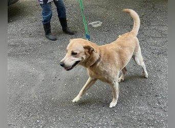 Tico, lieber Retriever-Mix Rüde sucht sein Glück Tico, lieber Retriever-Mix Rüde sucht sein Glück