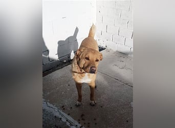 PUDDIN-hübscher Rüde möchte sich bei seinen Zweibeinern anlehnen PUDDIN-hübscher Rüde möchte sich bei seinen Zweibeinern anlehnen