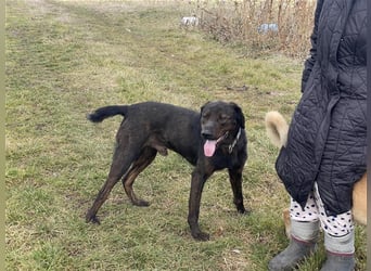 Matty, schwarze Perle sucht ländliches Zuhause