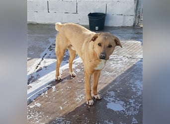 PUDDIN-hübscher Rüde möchte sich bei seinen Zweibeinern anlehnen PUDDIN-hübscher Rüde möchte sich bei seinen Zweibeinern anlehnen