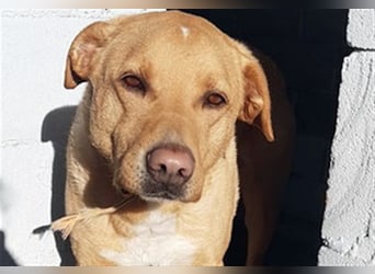 PUDDIN-hübscher Rüde möchte sich bei seinen Zweibeinern anlehnen PUDDIN-hübscher Rüde möchte sich bei seinen Zweibeinern anlehnen