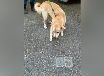 Tico, lieber Retriever-Mix Rüde sucht sein Glück Tico, lieber Retriever-Mix Rüde sucht sein Glück