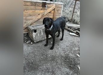 Matty, schwarze Perle sucht ländliches Zuhause