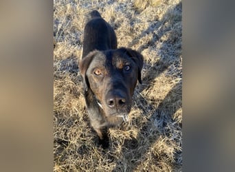 Matty, schwarze Perle sucht ländliches Zuhause