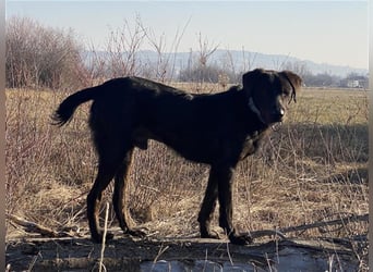 Matty, schwarze Perle sucht ländliches Zuhause
