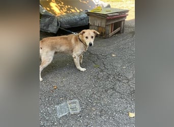 Tico, lieber Retriever-Mix Rüde sucht sein Glück Tico, lieber Retriever-Mix Rüde sucht sein Glück