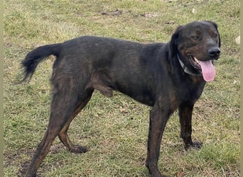 Matty, schwarze Perle sucht ländliches Zuhause