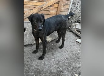 Matty, schwarze Perle sucht ländliches Zuhause