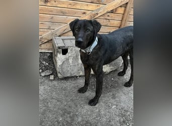 Matty, schwarze Perle sucht ländliches Zuhause
