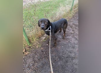 Matty, schwarze Perle sucht ländliches Zuhause