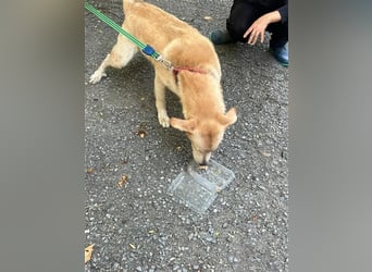 Tico, lieber Retriever-Mix Rüde sucht sein Glück Tico, lieber Retriever-Mix Rüde sucht sein Glück