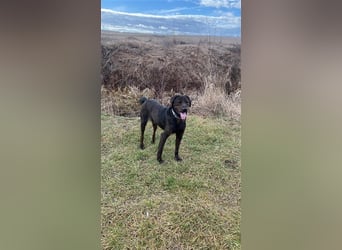 Matty, schwarze Perle sucht ländliches Zuhause