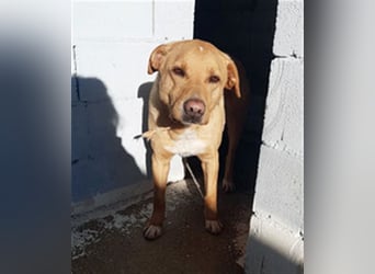 PUDDIN-hübscher Rüde möchte sich bei seinen Zweibeinern anlehnen PUDDIN-hübscher Rüde möchte sich bei seinen Zweibeinern anlehnen