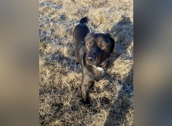 Matty, schwarze Perle sucht ländliches Zuhause