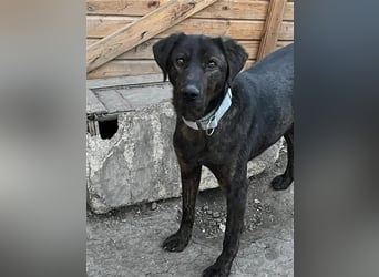 Matty, schwarze Perle sucht ländliches Zuhause