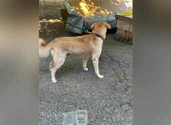 Tico, lieber Retriever-Mix Rüde sucht sein Glück Tico, lieber Retriever-Mix Rüde sucht sein Glück