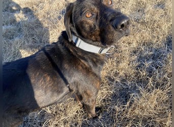 Matty, schwarze Perle sucht ländliches Zuhause