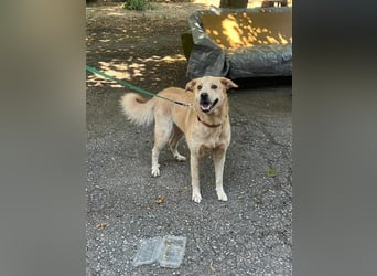 Tico, lieber Retriever-Mix Rüde sucht sein Glück Tico, lieber Retriever-Mix Rüde sucht sein Glück