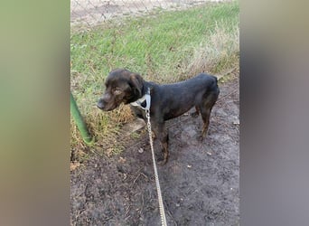 Matty, schwarze Perle sucht ländliches Zuhause