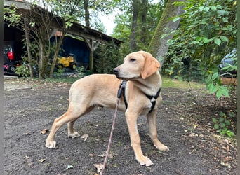 Labbimix Buddy freut sich auf Deinen Besuch