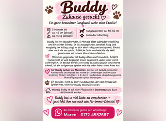 Labbimix Buddy freut sich auf Deinen Besuch