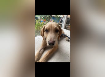 Labbimix Buddy freut sich auf Deinen Besuch