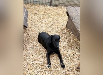 Labbimix wünscht sich ein Zuhause