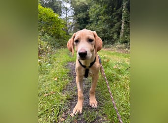 Labbimix Buddy freut sich auf Deinen Besuch