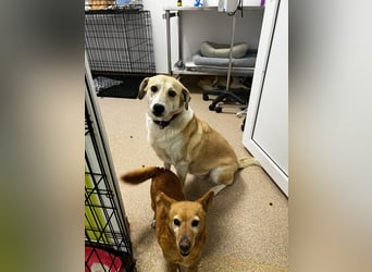 Notfall Oma Tilda wünscht sich ein Zuhause