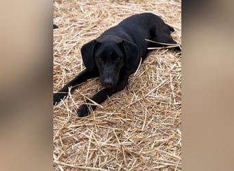 Labbimix wünscht sich ein Zuhause