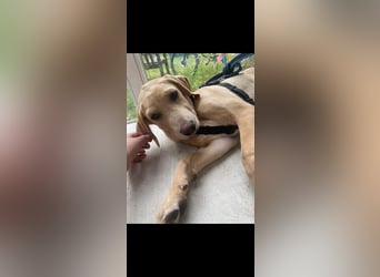 Labbimix Buddy freut sich auf Deinen Besuch