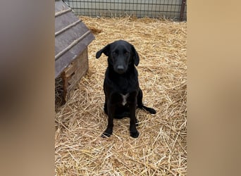 Labbimix wünscht sich ein Zuhause