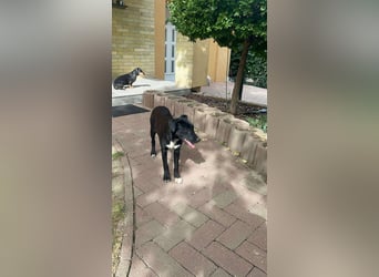 Hübsche Lyra sucht ihr Glück