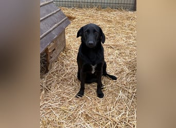 Labbimix wünscht sich ein Zuhause