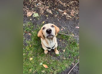 Labbimix Buddy freut sich auf Deinen Besuch