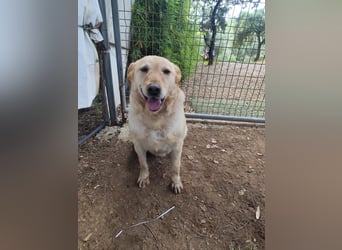 älterer, ruhiger und sehr freundlicher Labrador-Mix