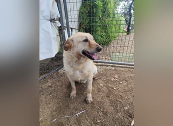 älterer, ruhiger und sehr freundlicher Labrador-Mix