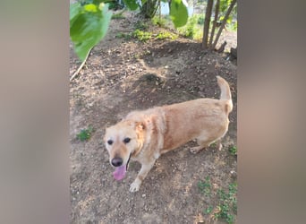 älterer, ruhiger und sehr freundlicher Labrador-Mix