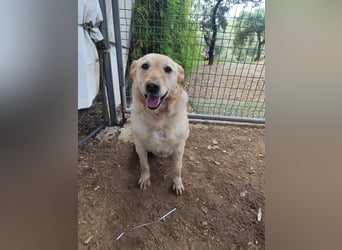 älterer, ruhiger und sehr freundlicher Labrador-Mix