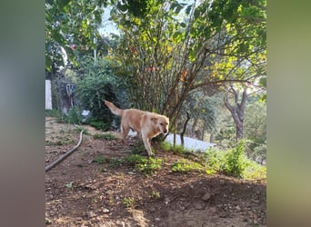 älterer, ruhiger und sehr freundlicher Labrador-Mix
